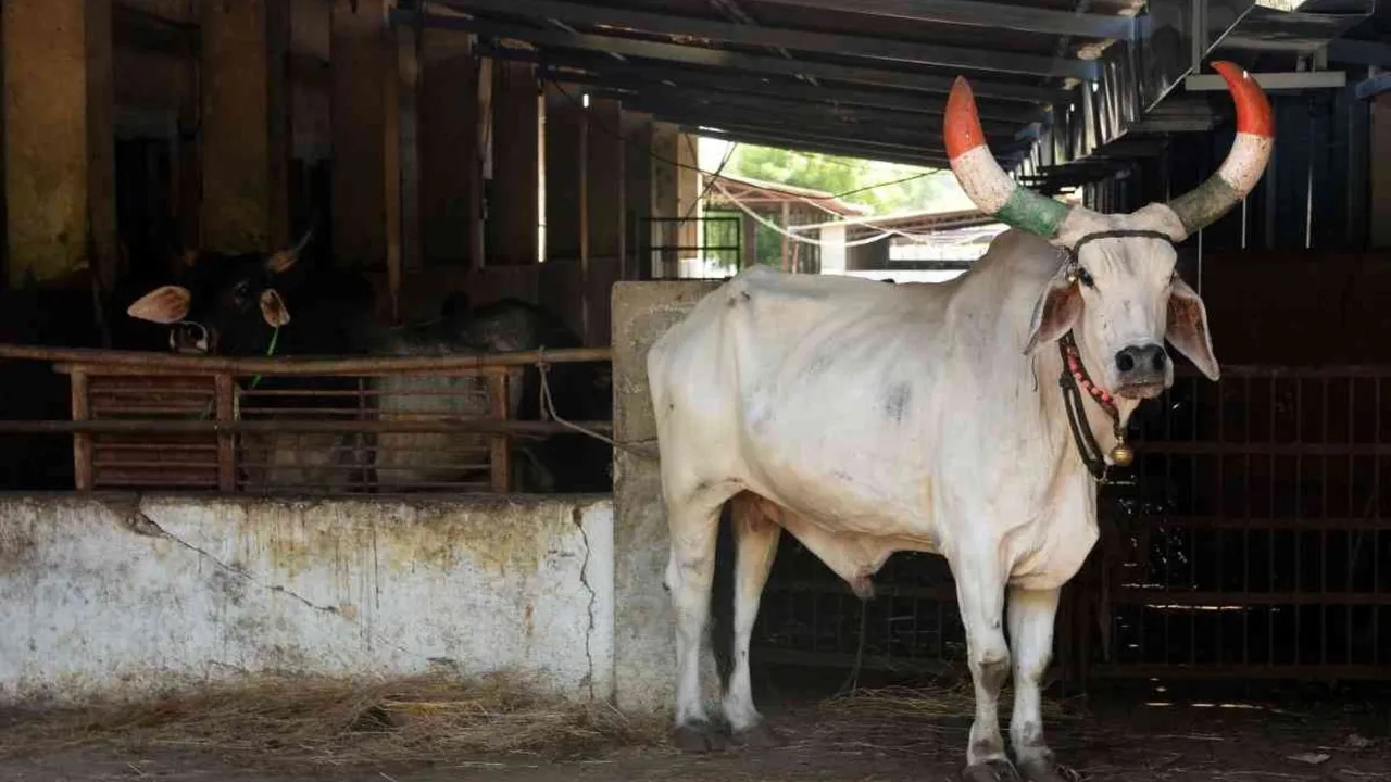 Slaughterhouse Meat Ban Ox Beef Cattle Smuggling