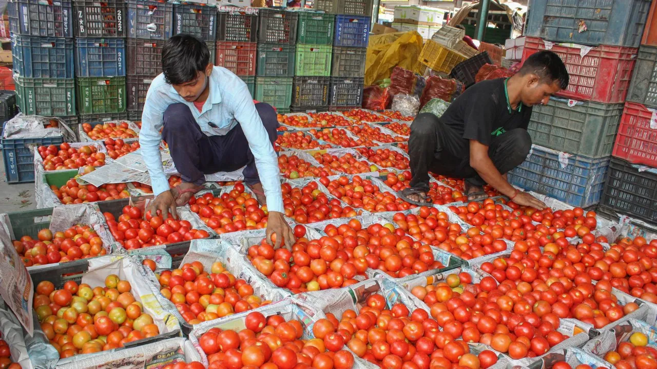 Labourers pack tomatoes at a vegetable market (File image)