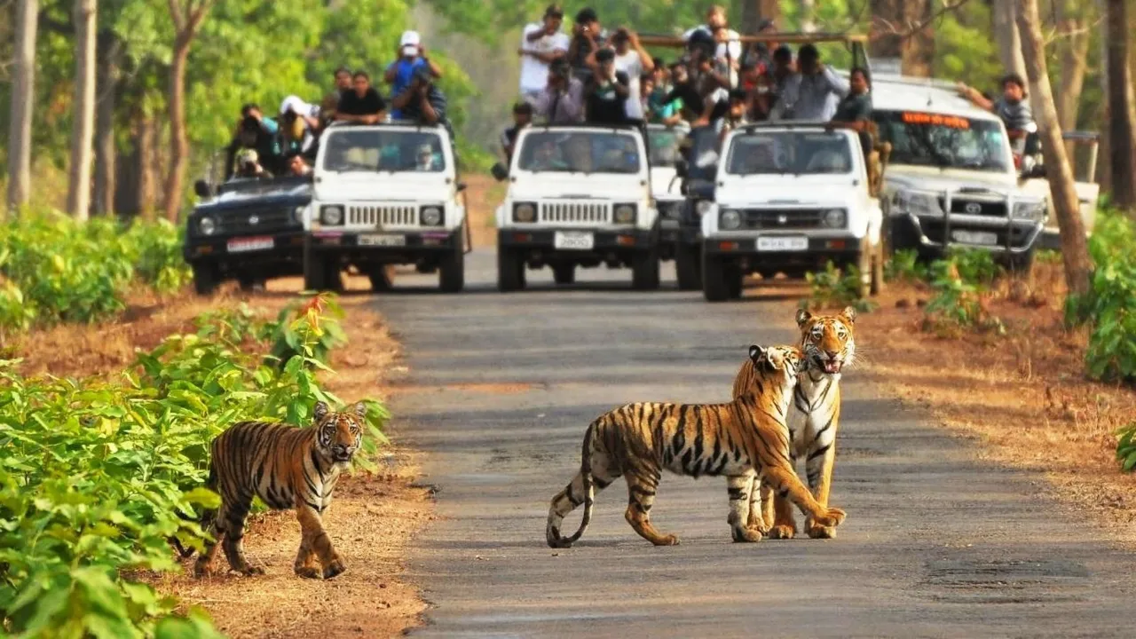 Tadoba Andhari Tiger Reserve Jungle Safari