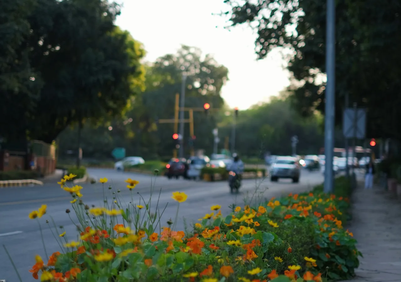 delhi road plants.png