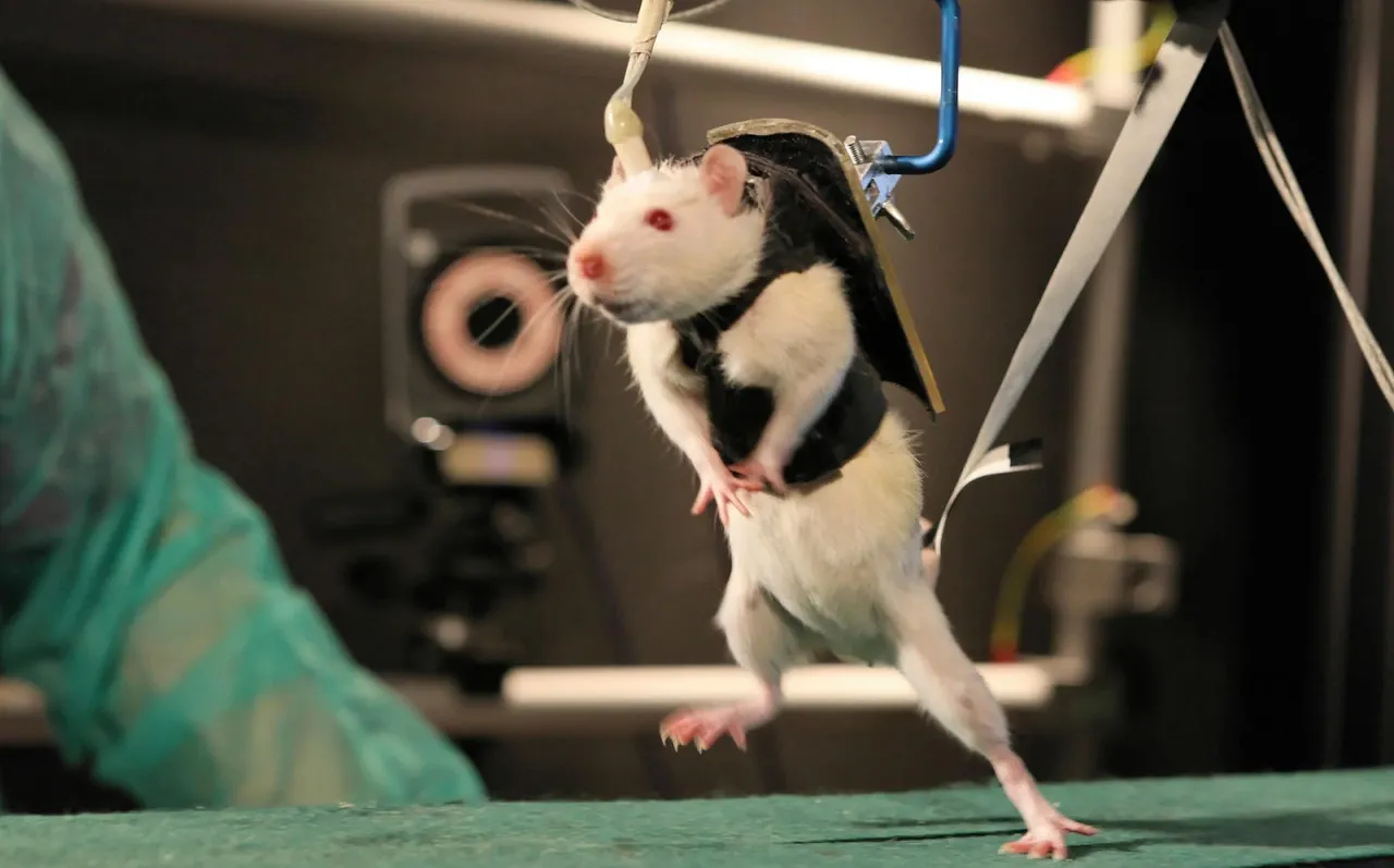 animals medical research.jpg