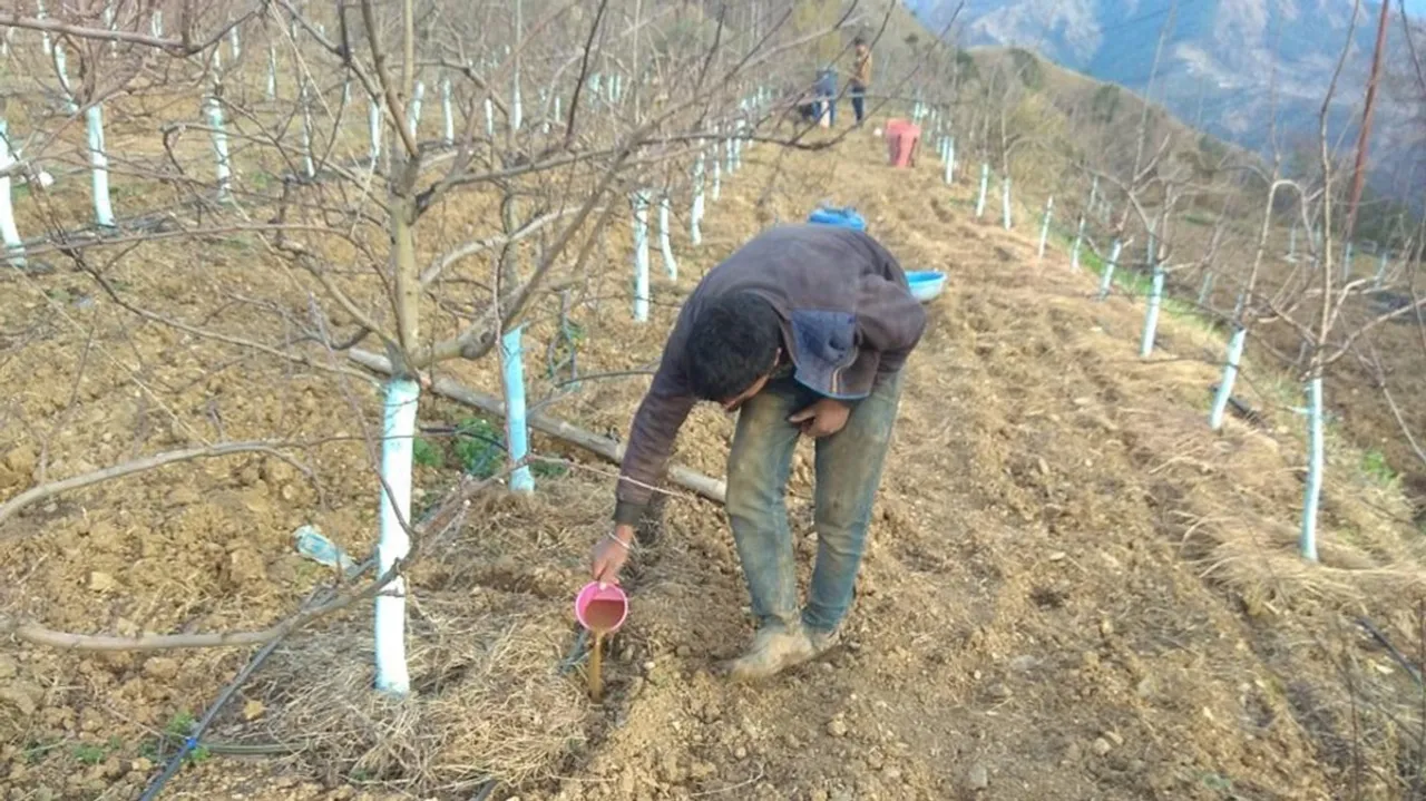 Dry spell rabi harvest