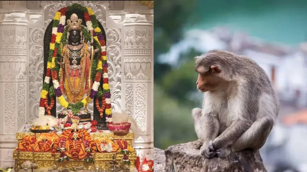 Monkey enters Ram temple