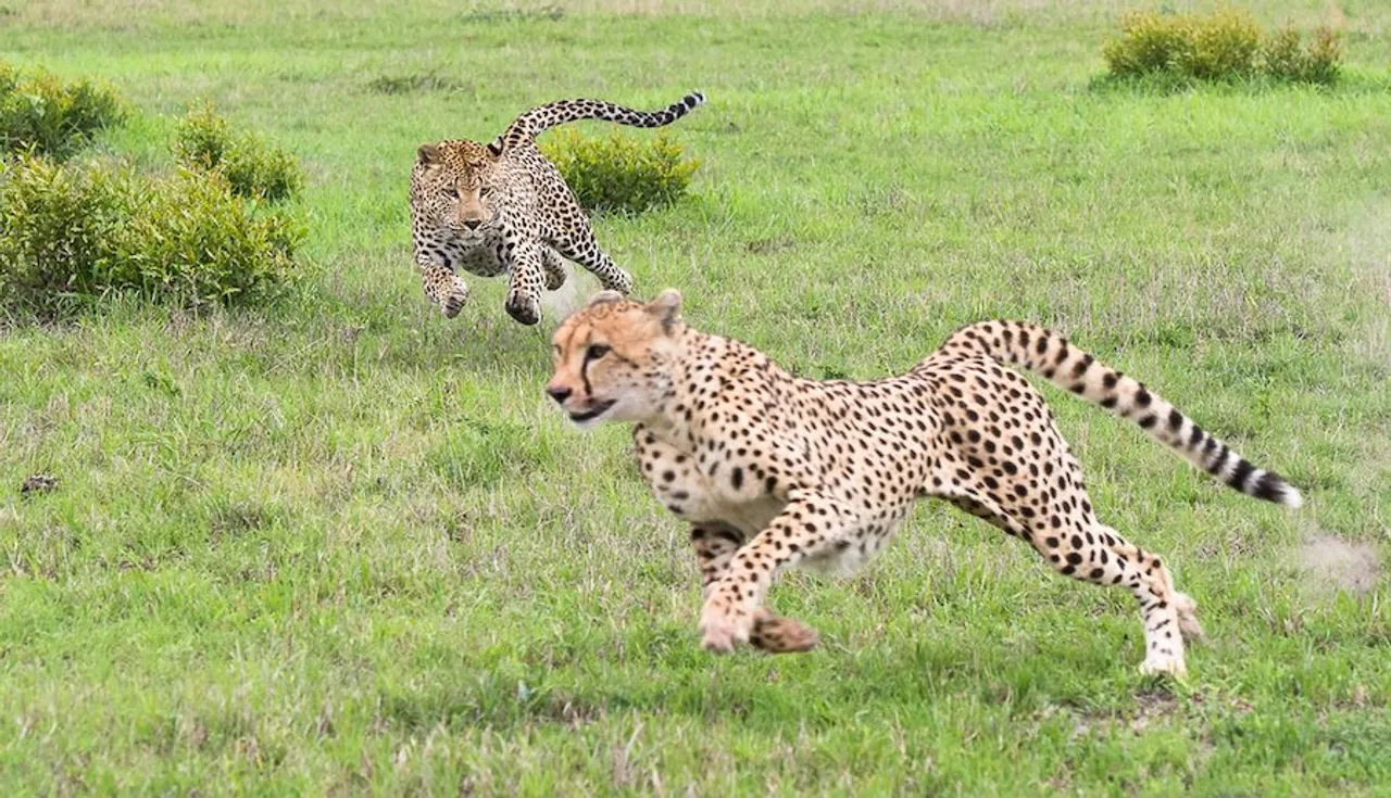 Big cats at Kuno national park