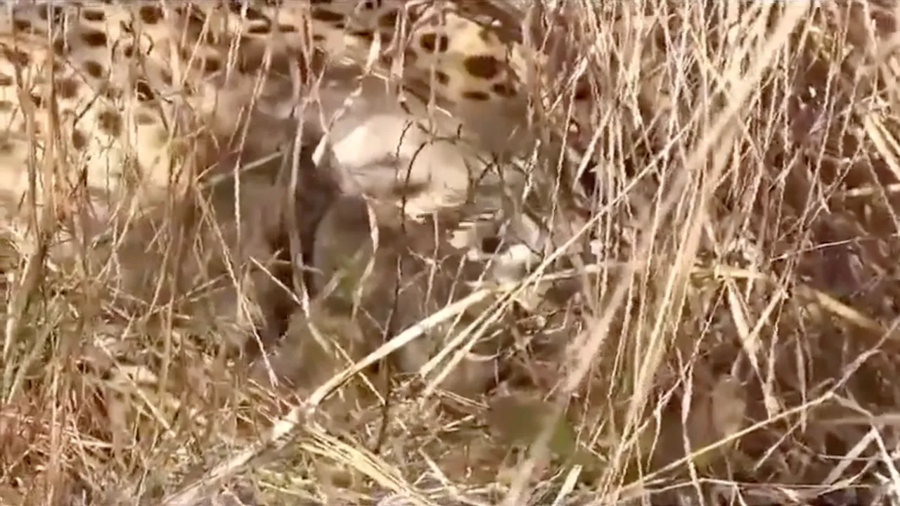 Namibian cheetah jwala cubs