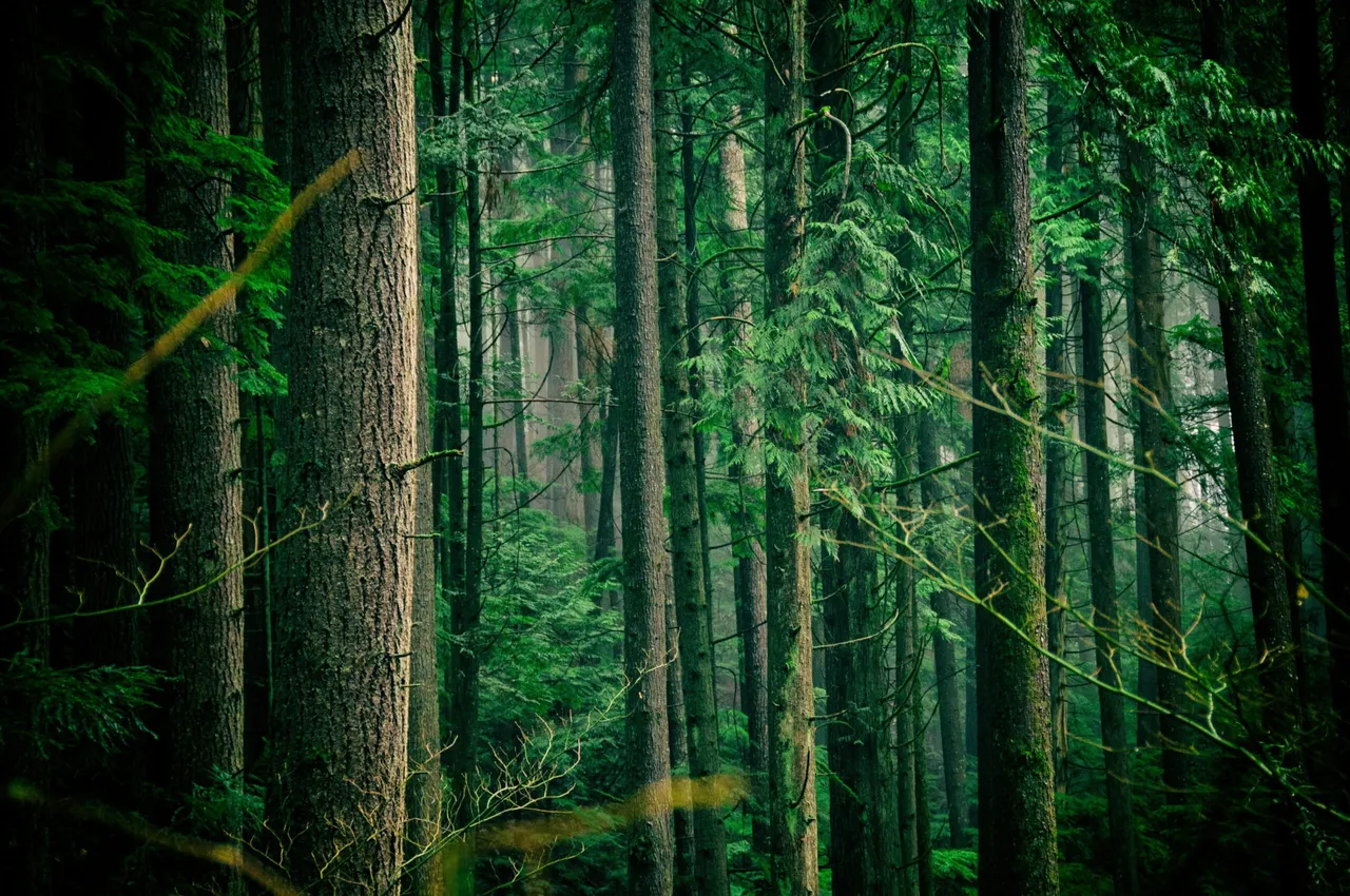 Timber forest.jpg