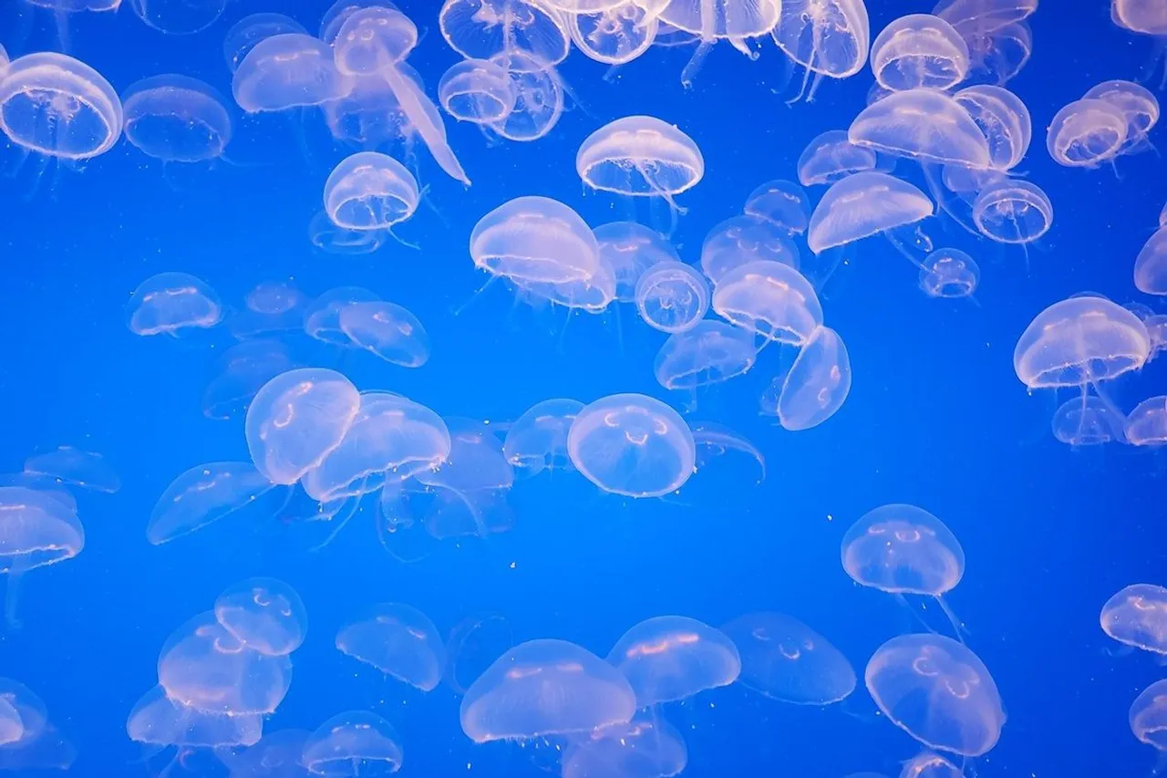 jellyfish.jpg