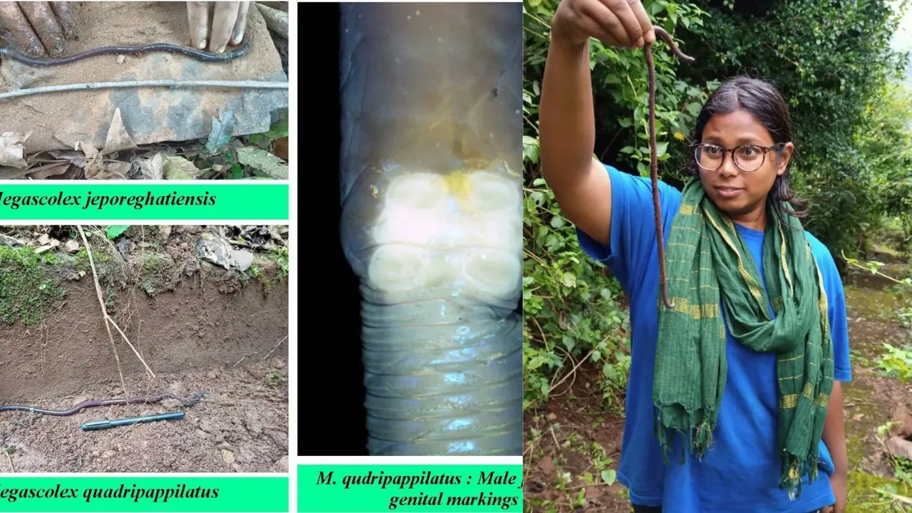 Odisha University Earthworm