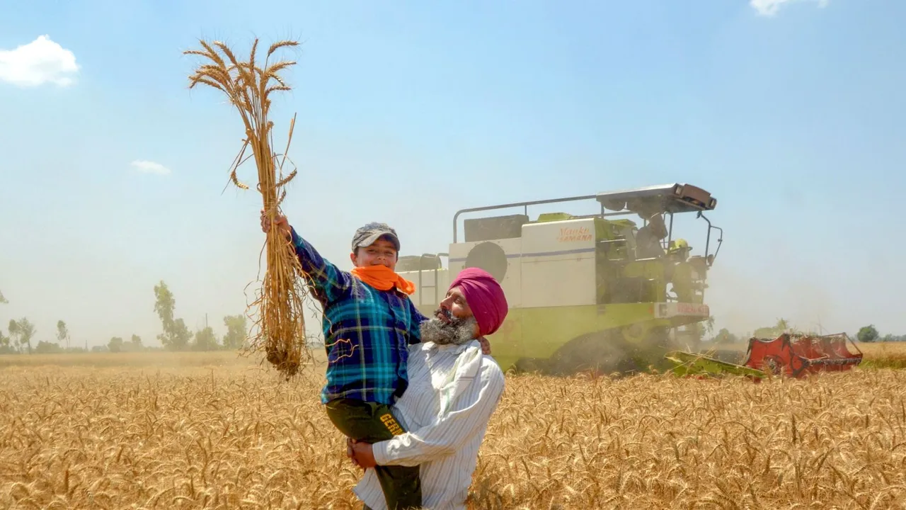 Farmers use a combine harvester to harvest wheat crop, in Amritsar, Saturday, April 20, 2024