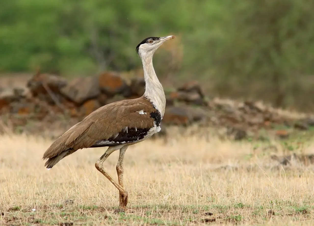 Great Indian Bustard.jpg