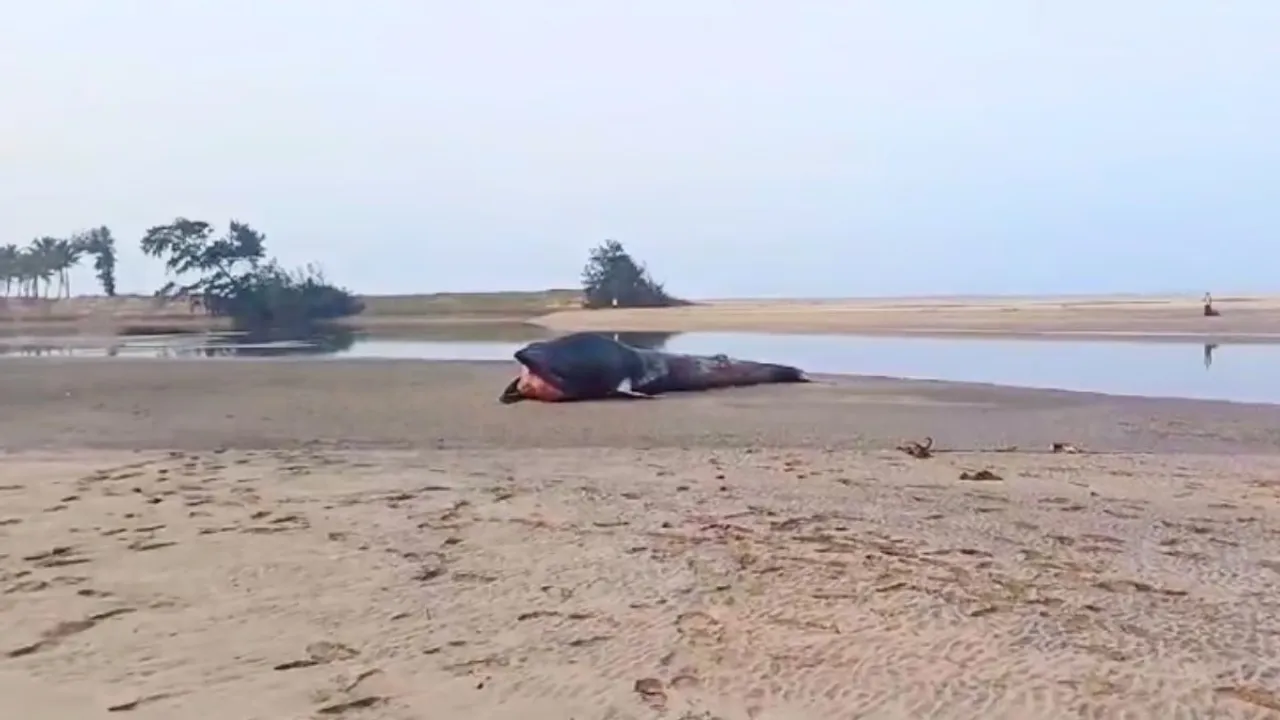 Ratnagiri Whale fish