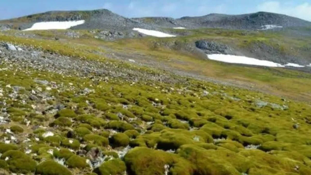 Antarctica