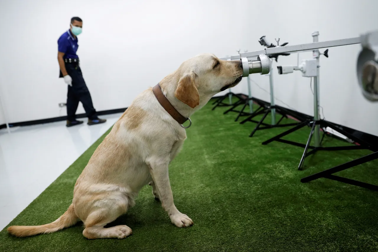 Sniffer dogs covid.jpg