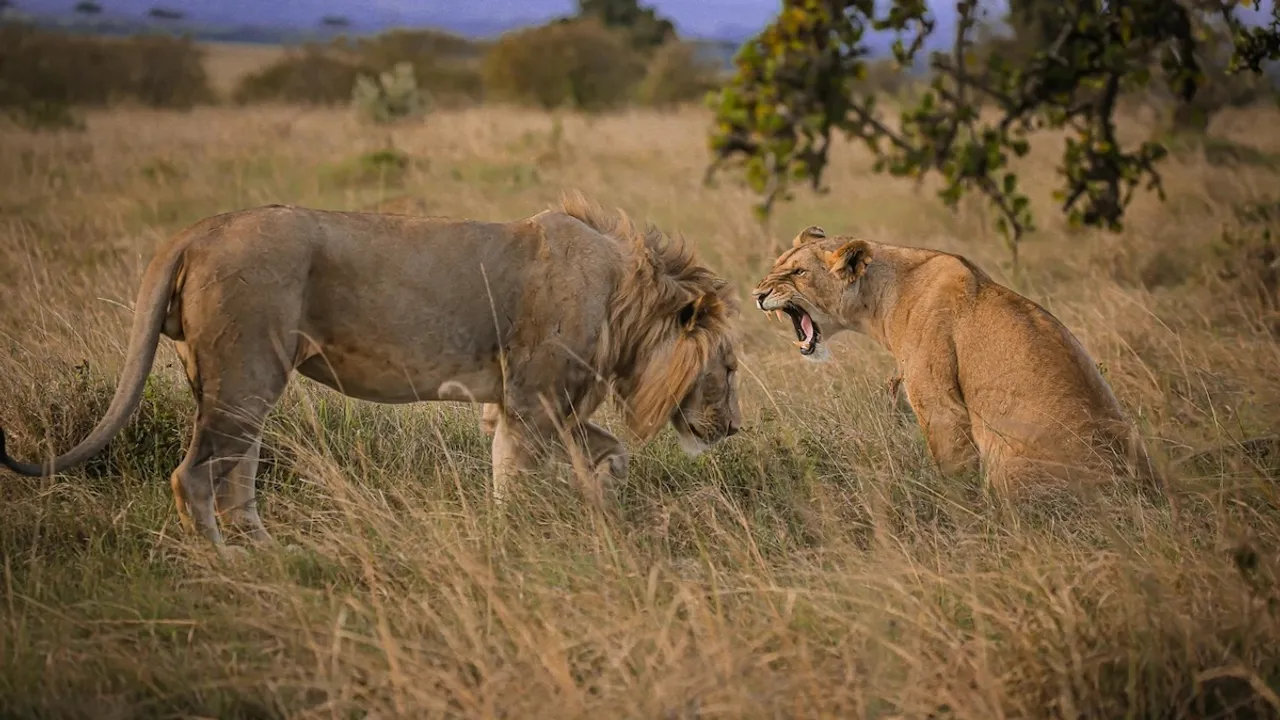 Akbar Sita Lion