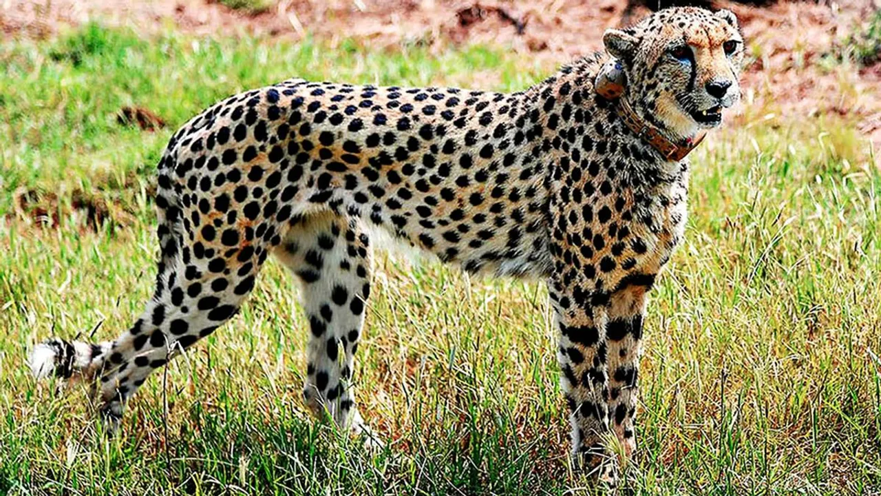 A cheetah after being released inside a special enclosure of the Kuno National Park in Madhya Pradesh.