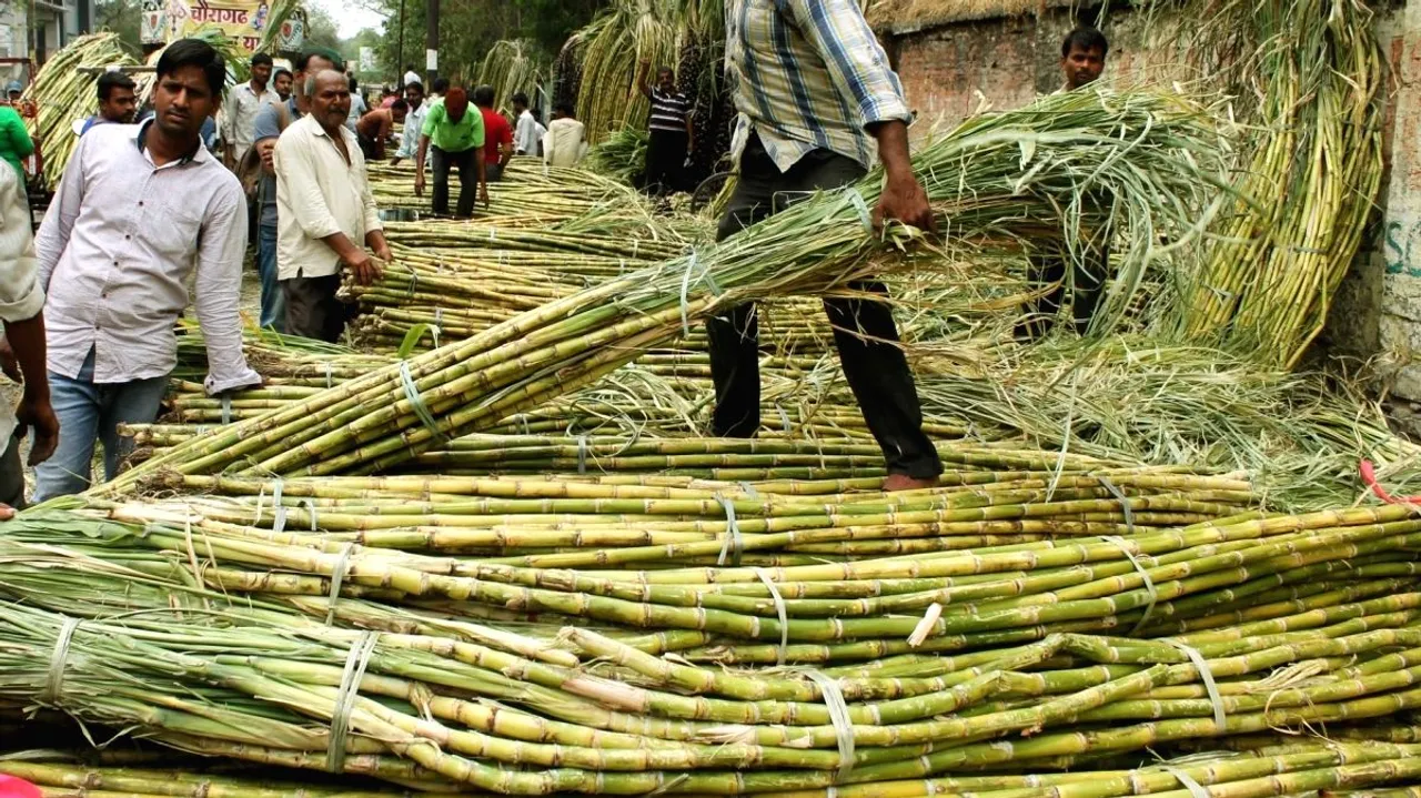 Sugarcane.jpg