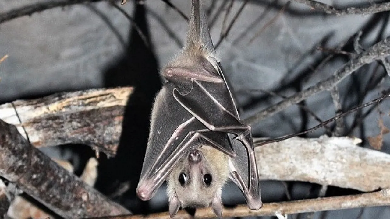 Ukraine Bats