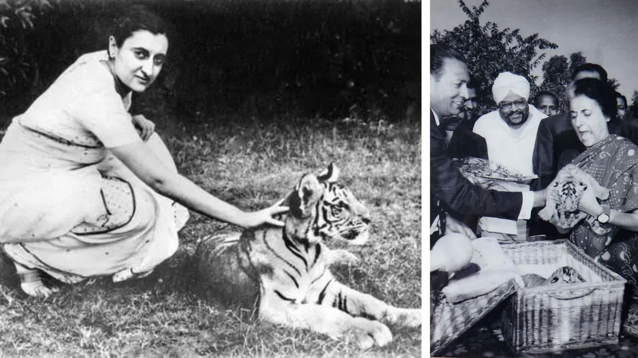 File image of Former Prime Minister of India Indira Gandhi with Tigers