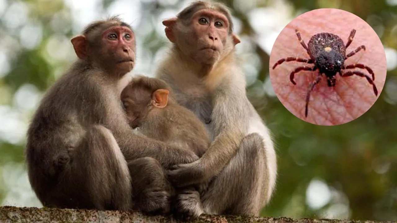 Monkey fever