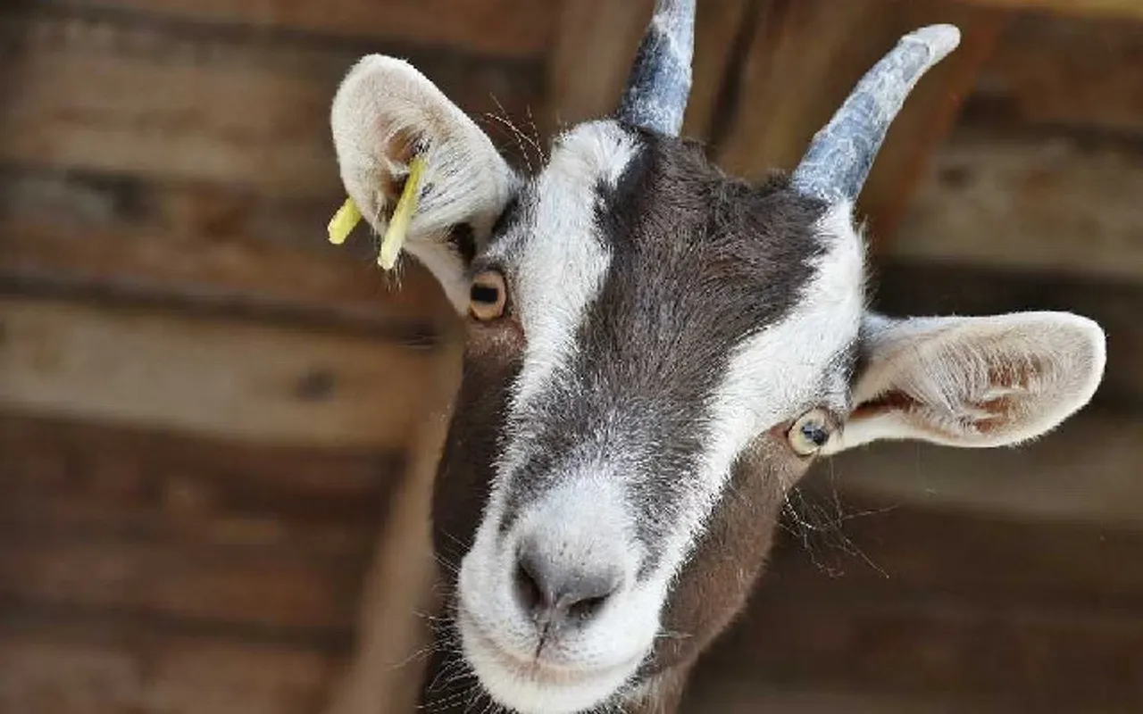 Goat Eid.jpg