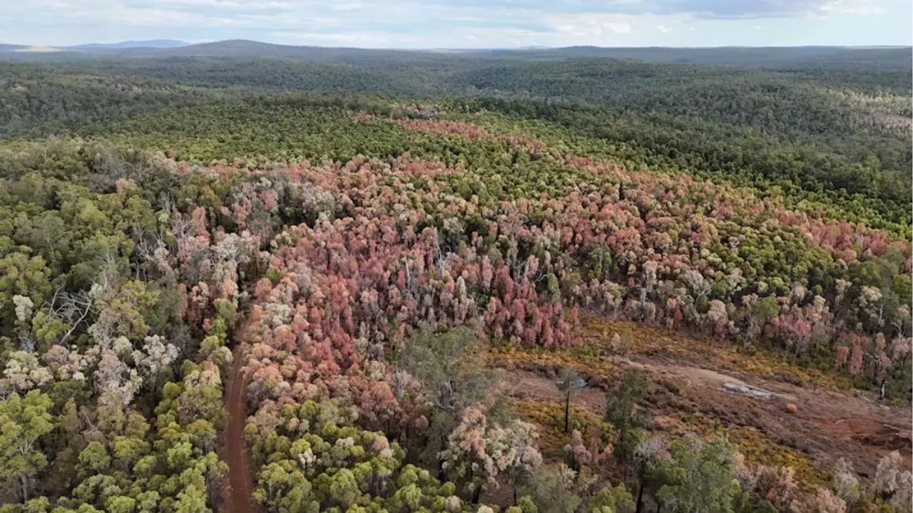 Forest, jungle, Deforestation, Trees Plants