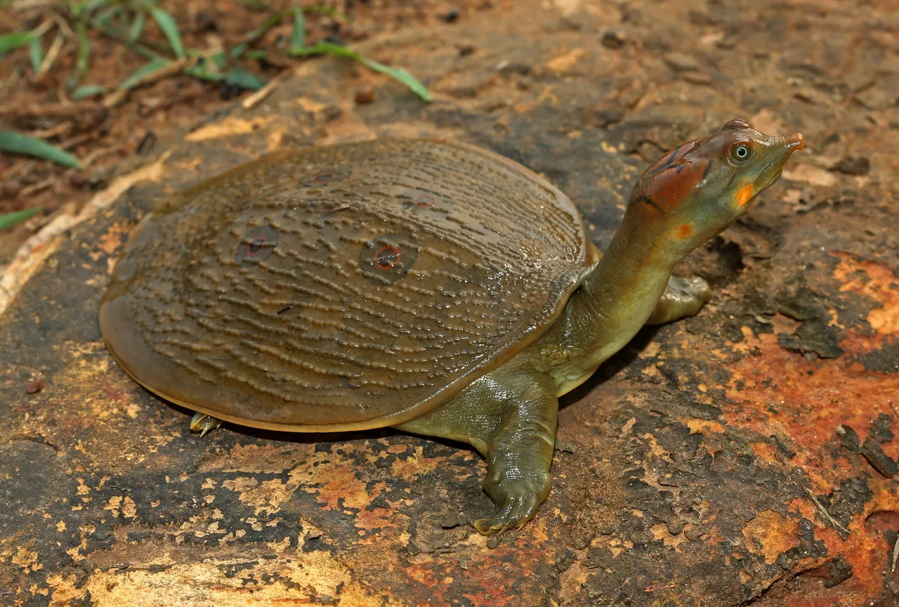 Leith's softshell turtle.jpg