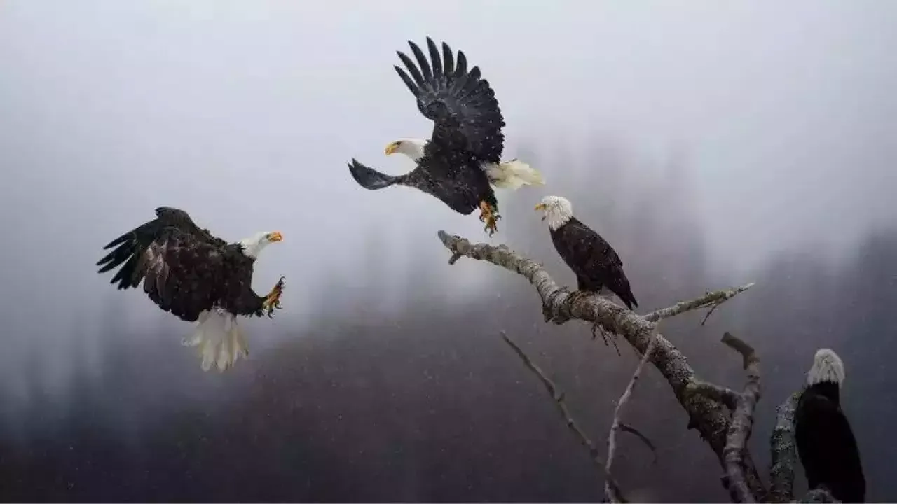 Nat Geo Best Picture India