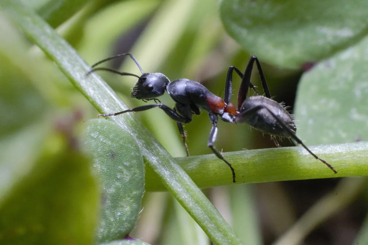 Ants insects
