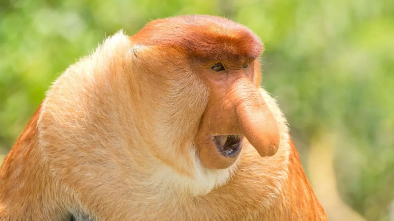 proboscis monkey