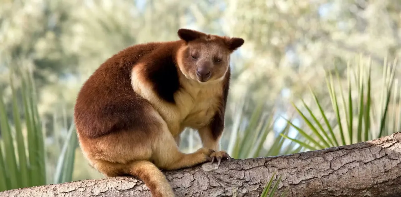 Giant tree kangaroos.jpg