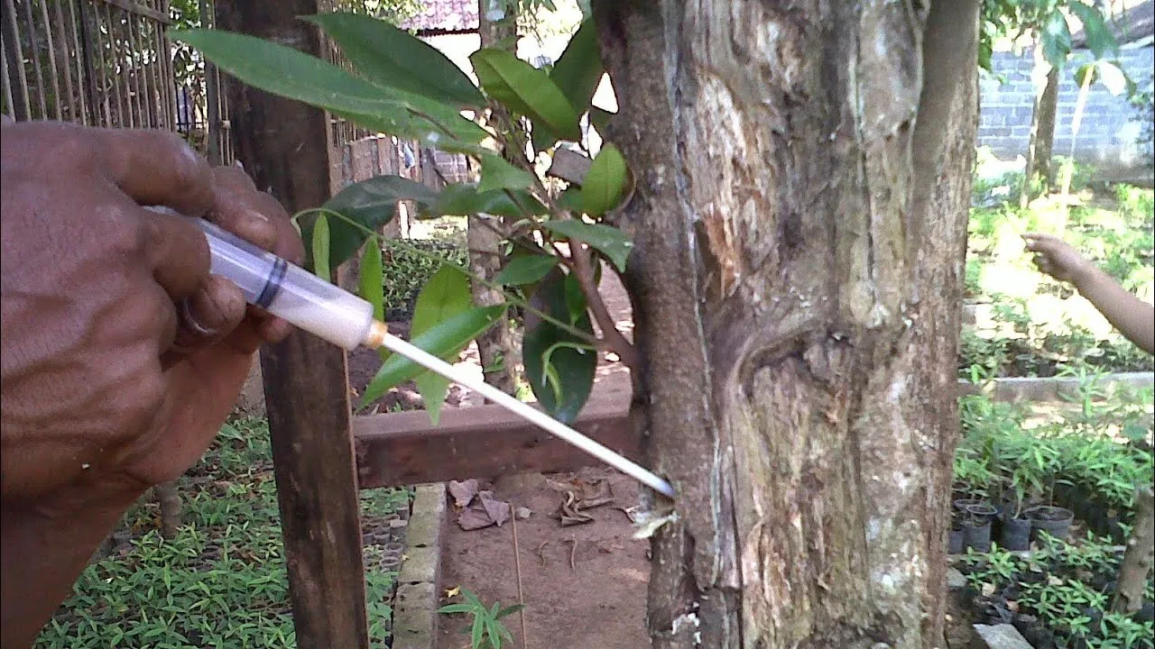 Agarwood