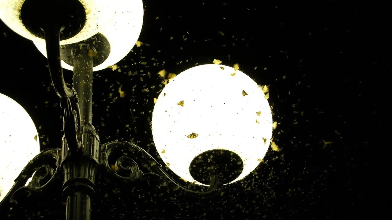Insect and a light bulb