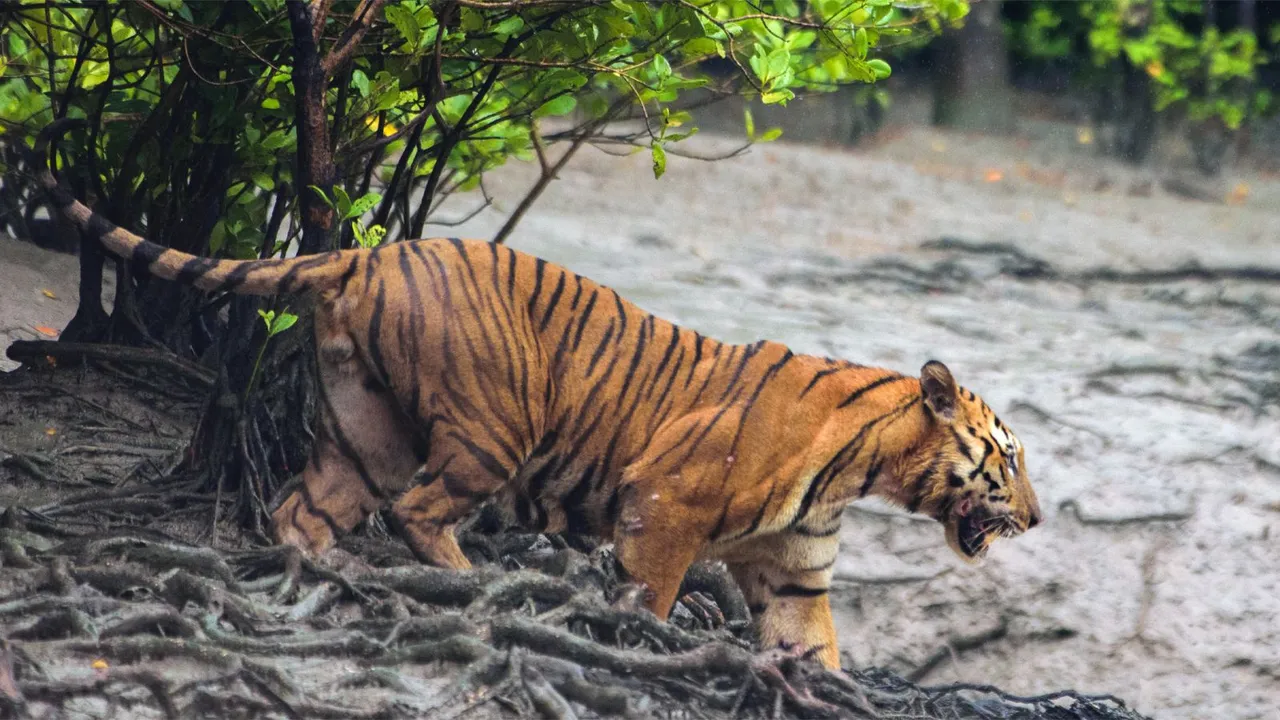 Project Tiger Population