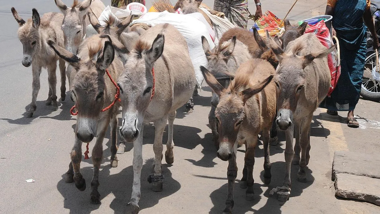 donkey population