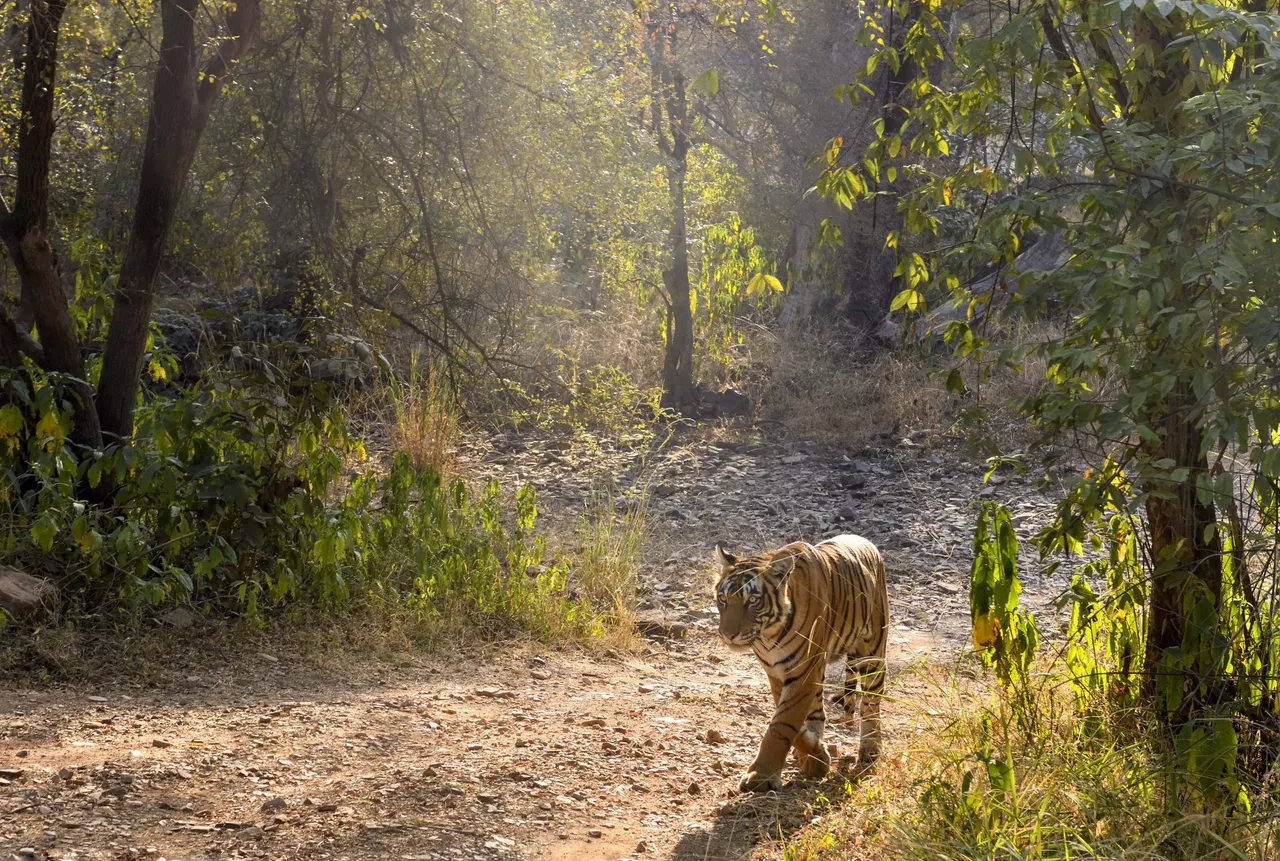 Tiger day.jpg