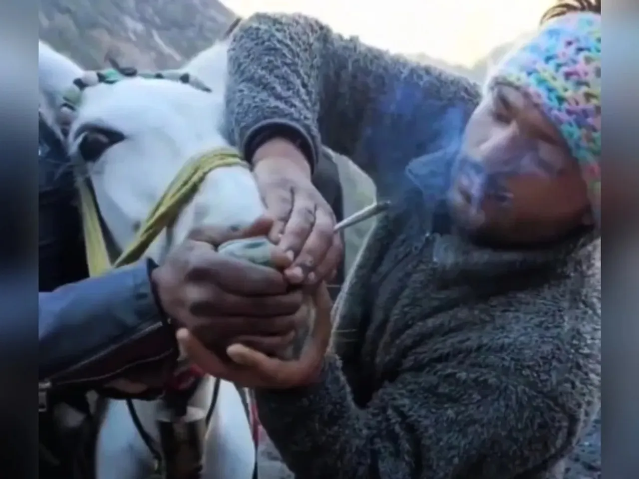 Mule weed Kedarnath.jpg