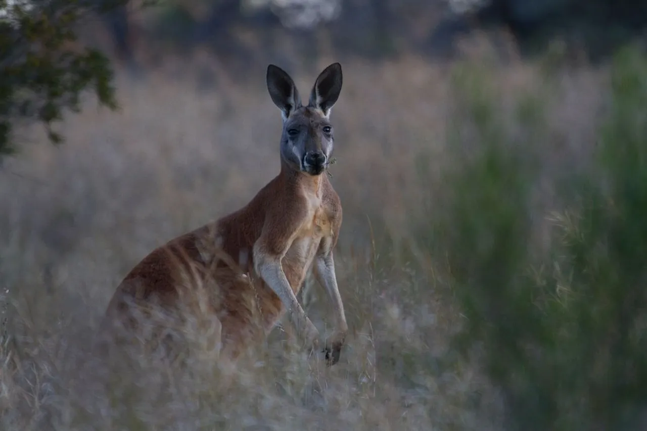 kangaroos.jpeg