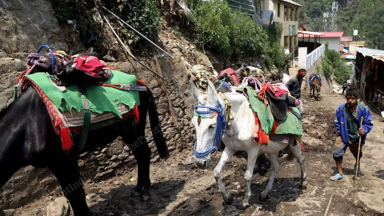 Kedarnath Mules