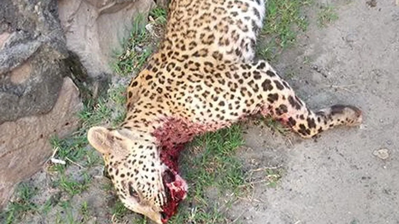 Dead Leopard