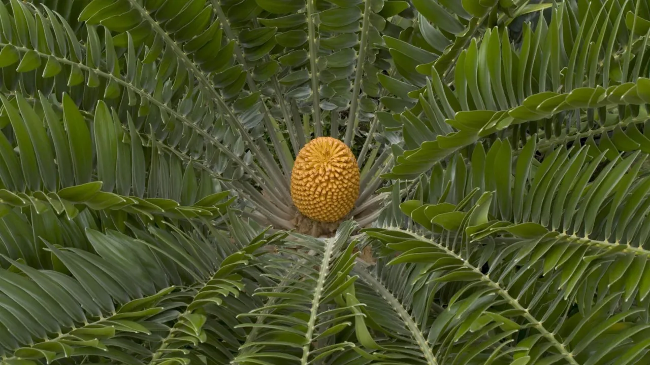 Encephalartos woodii