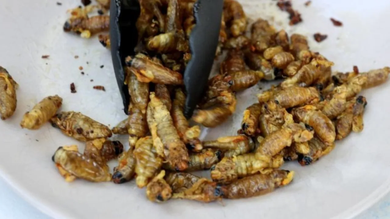 insects 