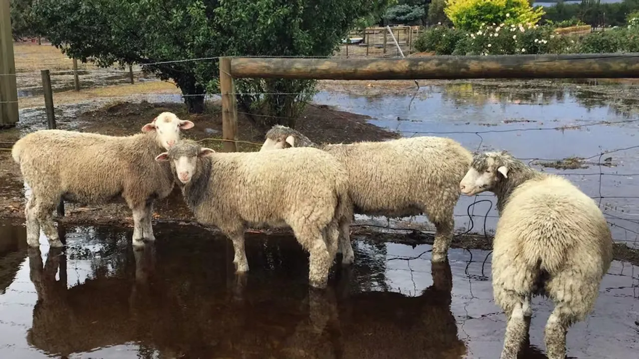 Climate Change Superbugs Sheep