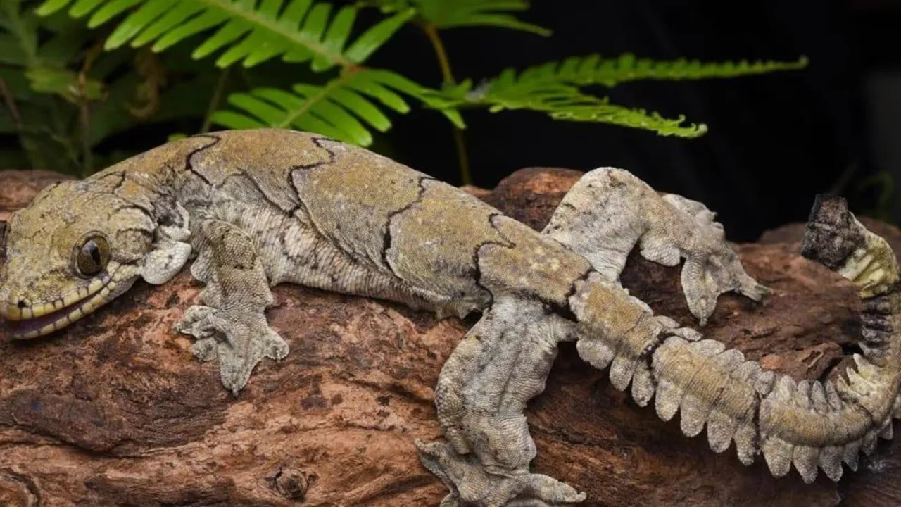 flying geckos.jpg