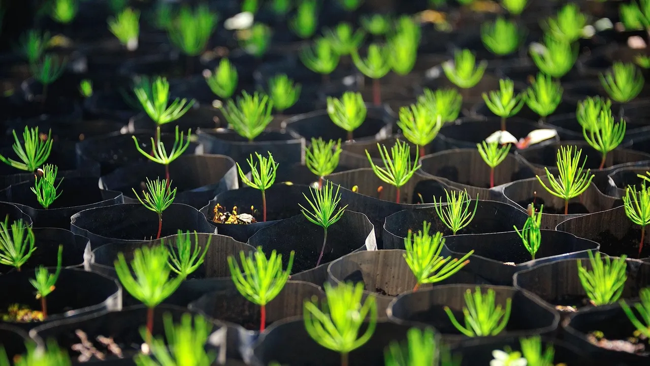 saplings Commercial tree planting.jpg