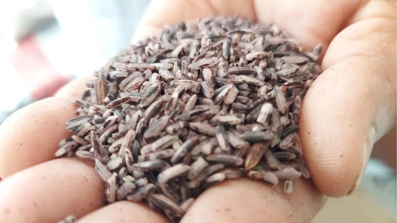 GI tag for Kala Jeera rice Black Rice
