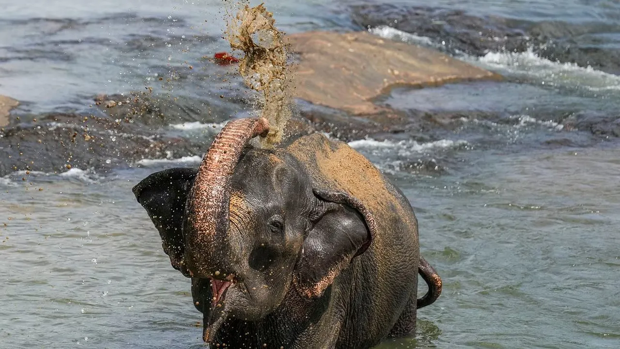 Elephant baby elephant