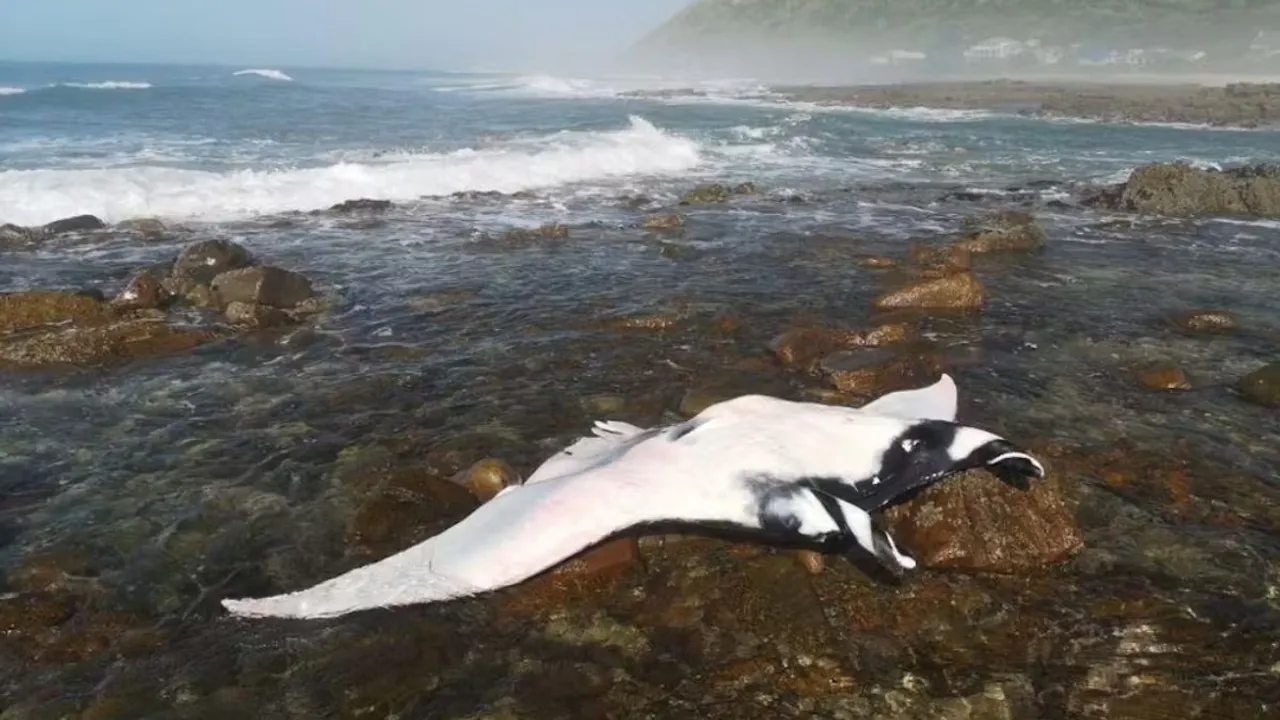 Ocean, dead fish