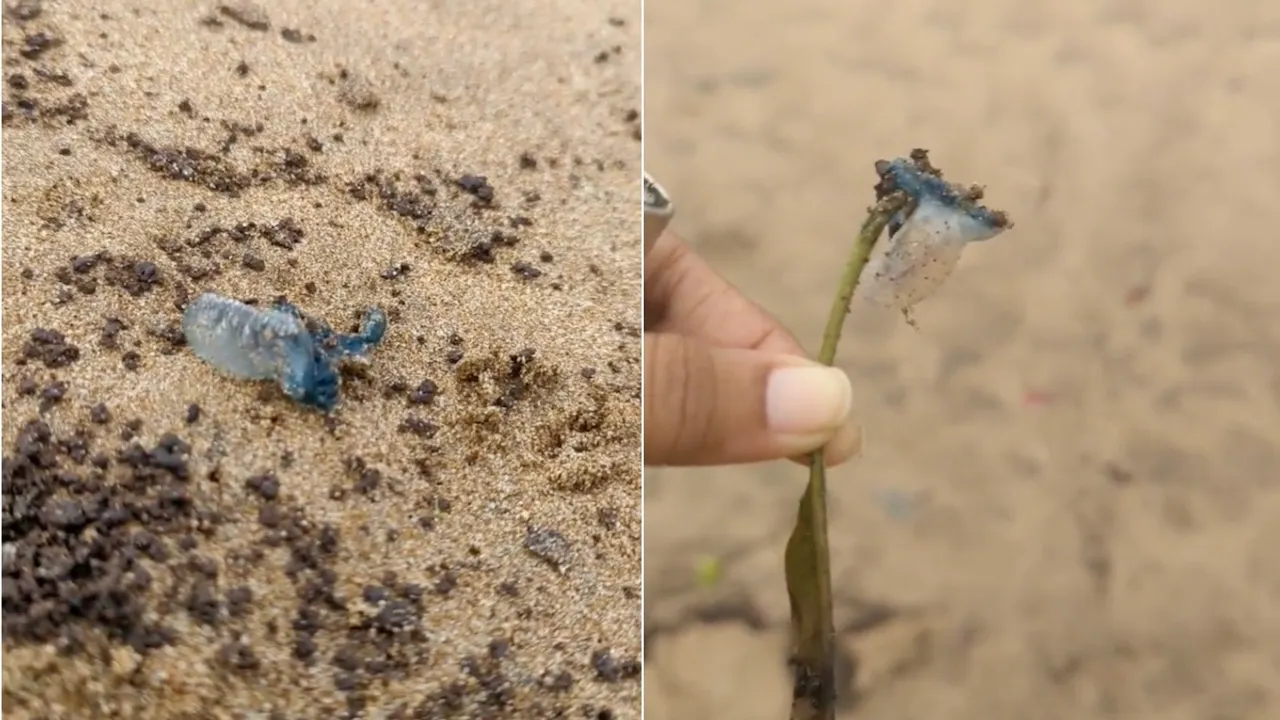 juhu beach jellyfish stingrays