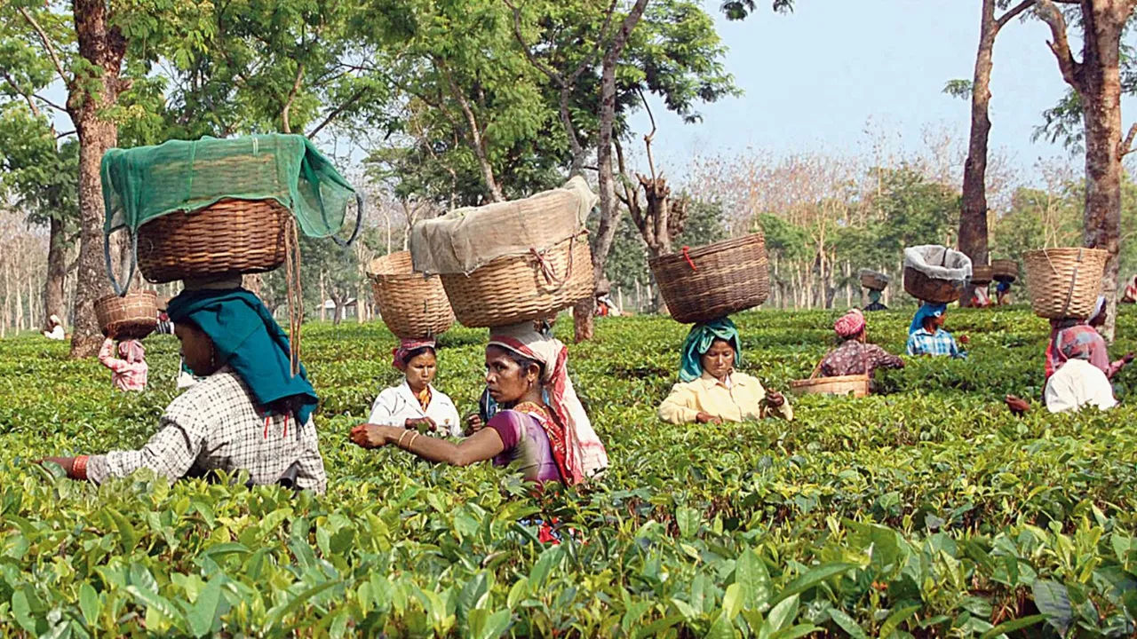 Assam Tea Workers Assam Plantation