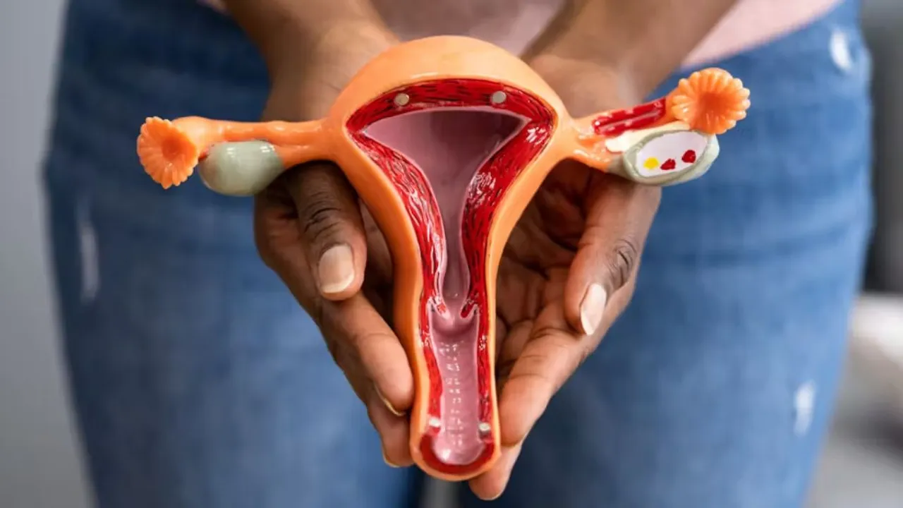 Fertility Menstrual cycle